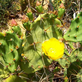 Opuntia dillenii - Oponce stricta - Cactus à longues épines