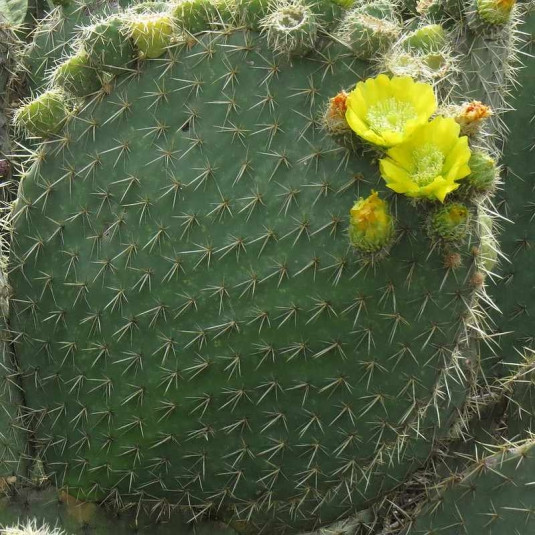 Opuntia huajuapensis - Grande Oponce - Cactus à large raquette