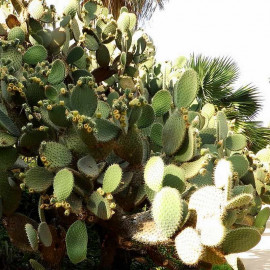 Opuntia huajuapensis - Grande Oponce - Cactus à large raquette