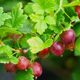 Ribes uva-crispa 'Freedonia' - Groseillier à maquereau rouge compact