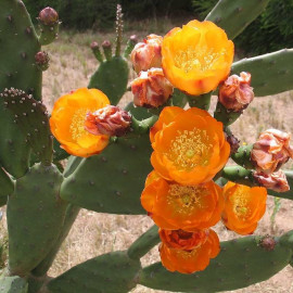 Opuntia elata - Oponce à fleurs oranges - Cactus à raquette étroite