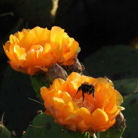 Opuntia elata - Oponce à fleurs oranges - Cactus à raquette étroite
