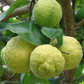 Citrus jambhiri - Citronnier rustique - Citron rugueux