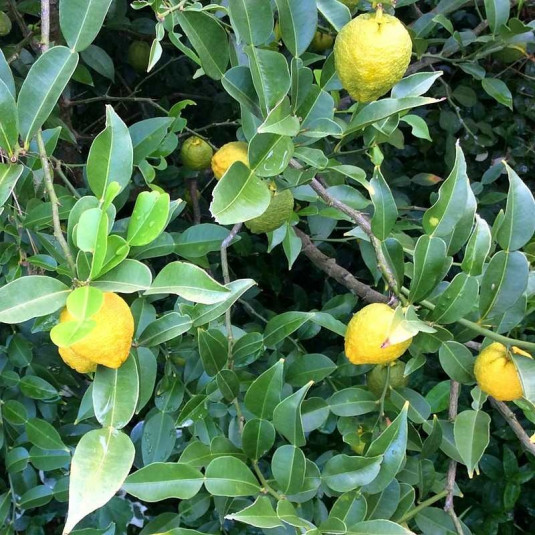 Citrus ichangensis - Ichang Papeda - Citron rustique