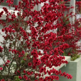 Leptospermum scoparium 'Cherry Brandy' - Faux myrtes nain - Manuka rouge cerise