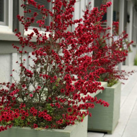 Leptospermum scoparium 'Cherry Brandy' - Faux myrtes nain - Manuka rouge cerise