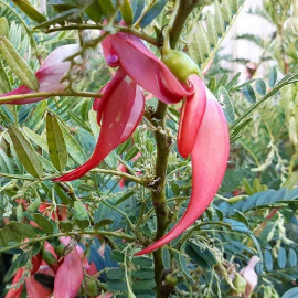 Clianthus puniceus 'Rosea' - Pince de Homard rose