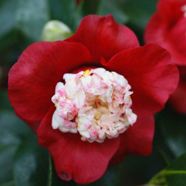 Camellia japonica 'Bokuhan' * - Camélia anémone compact