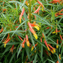 Lobelia laxiflora - Lobélie bicolore