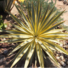 Yucca recurvifolia 'Bright Star'® - Yucca panaché 'Walbristar'®