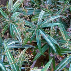 Cyperus albostriatus 'Variegatus' - Papyrus strié - Souchet panaché