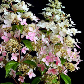 Hydrangea paniculata 'Confetti'® - Hortensia arbustif compact