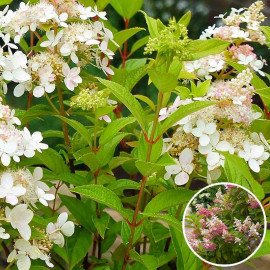 Hydrangea paniculata 'Confetti'® - Hortensia arbustif compact