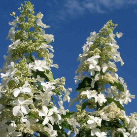Hydrangea paniculata 'Levana'® - Hortensia paniculé grande taille