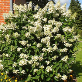 Hydrangea paniculata 'Levana'® - Hortensia paniculé grande taille