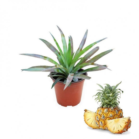 Comment garder l'ananas au froid dans des bonnes conditions