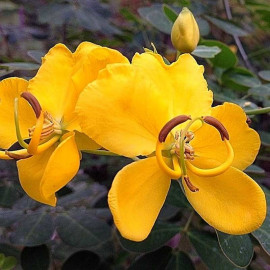 Cassia bicapsularis - Senna d'hiver à fleurs papillon