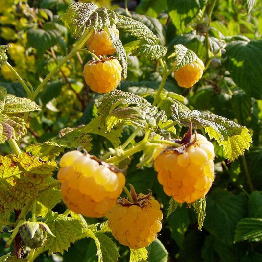Rubus idaeus ‘Golden Everest’ - Framboisier d'automne jaune
