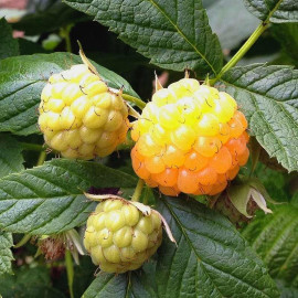 Rubus idaeus ‘Golden Everest’ - Framboisier d'automne jaune