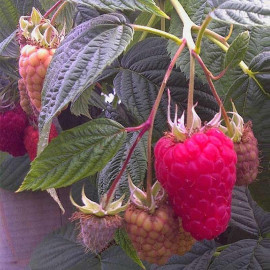 Rubus idaeus 'Tadmor' - Framboisier à gros fruits