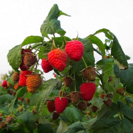 Rubus idaeus 'Tadmor'® - Framboisier à gros fruits