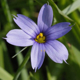 Sisyrinchium 'Bellum' - Herbe aux yeux bleus