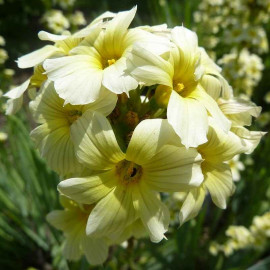 Sisyrinchium 'Striatum' - Bermudienne jaune
