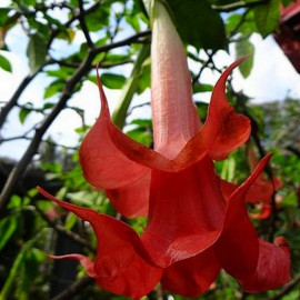 Brugmansia cordata 'Double Red' - Datura à fleurs doubles rouges
