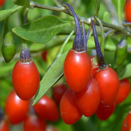 Plant de GOJI à baies sucrées Vente Lycium barbarum 'Korean Big' — free download