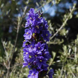 Aristea capitata - Aristea bleue de Madagascar