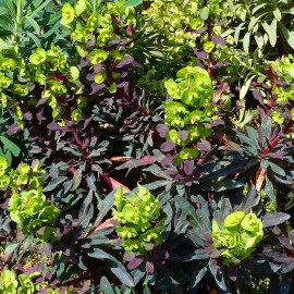 Euphorbia amygdaloïdes 'Purpurea' - Euphorbe des bois pourpre
