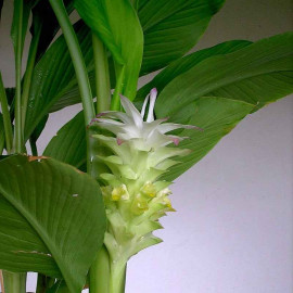 Curcuma longa - Plant Curcumin