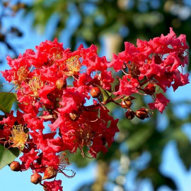 Lagerstroemia indica 'Collonges' - Lilas des Indes rouge - Lilas d'été