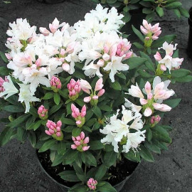 Rhododendron 'Cunningham's White' * - Rhododendron blanc compact