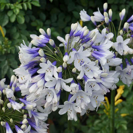 Agapanthus 'Twister'® - Agapanthe à grande fleur bicolore