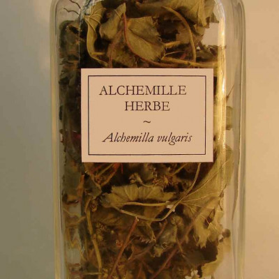 Alchemilla vulgaris - Vent Alchémille commune aromatique