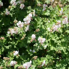 Geranium cantabrigiense 'Biokovo' - Géranium vivace bicolore