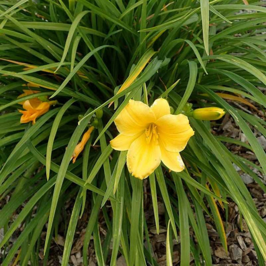 Hemerocallis 'Stella de Oro' - Lys d'un jour jaune compact