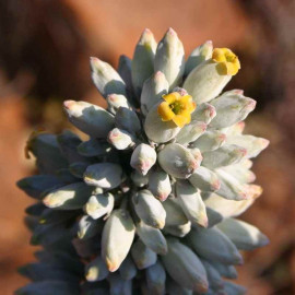 Kalanchoe thyrsiflora - Kalanchoé à fleurs en thyrse