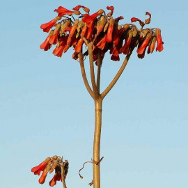 Kalanchoe daigremontiana - Bryophyllum daigremontianum