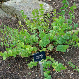 Parahebe 'Perfoliata' - Derwentia - Véronique à feuilles d'Eucalyptus
