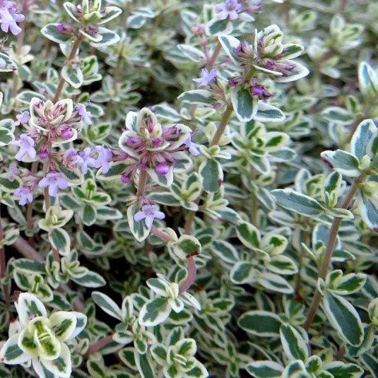 Thymus vulgaris 'Silver Posie' - Thym panaché