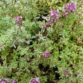 Thymus vulgaris 'Silver Posie' - Thym panaché