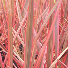 Phormium tenax 'Flamingo' - Lin de Nouvelle Zélande rose