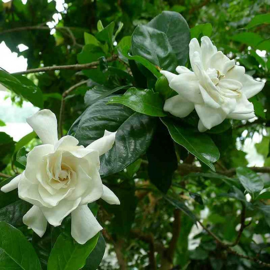 Gardenia augusta 'Magnifica' - Jasmin du Cap à longue floraison