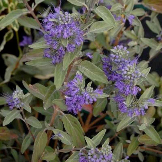 Caryopteris clandonensis 'Sterling silver'® - Barbe-bleue argenté