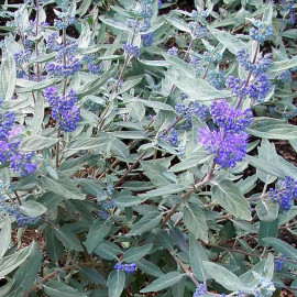 Caryopteris clandonensis 'Sterling silver' - Barbe-bleue argenté