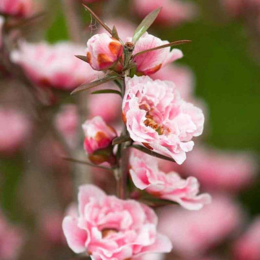 Leptospermum scoparium 'Double Pink' - Faux myrtes - Manuka rose double