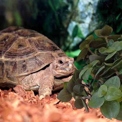 Callisia Turtle  Plante-tortue 15cm acheter ?