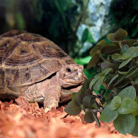 Callisia repens - Callisie rampante - Plante pour tortue
